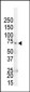 GRK4 Antibody (C-term)